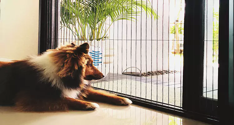 Sliding Screen Pet Door Repair in Palm Beach Gardens, FL