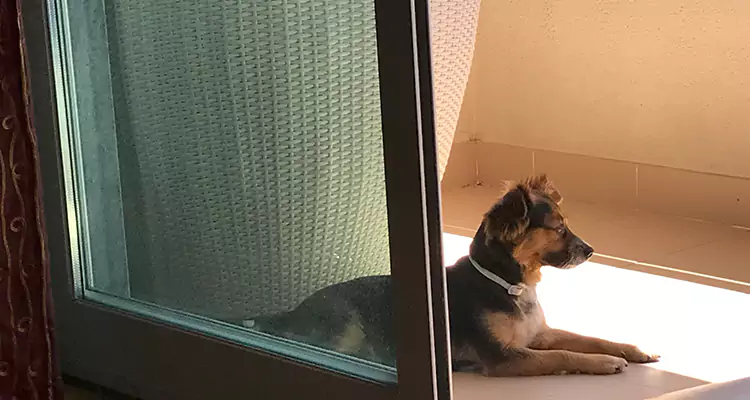 French Door Pet Screen Repair in Palm Beach Gardens, FL